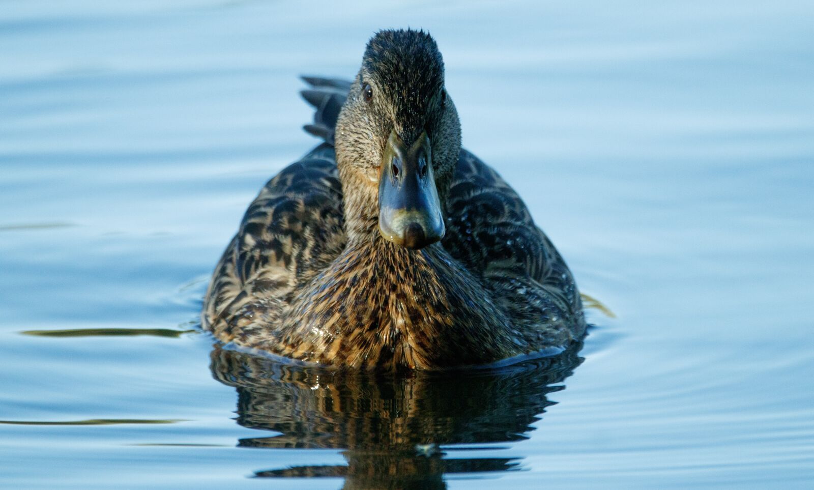 150-600mm F5-6.3 DG OS HSM | Contemporary 015 sample photo. Duck, water bird, nature photography