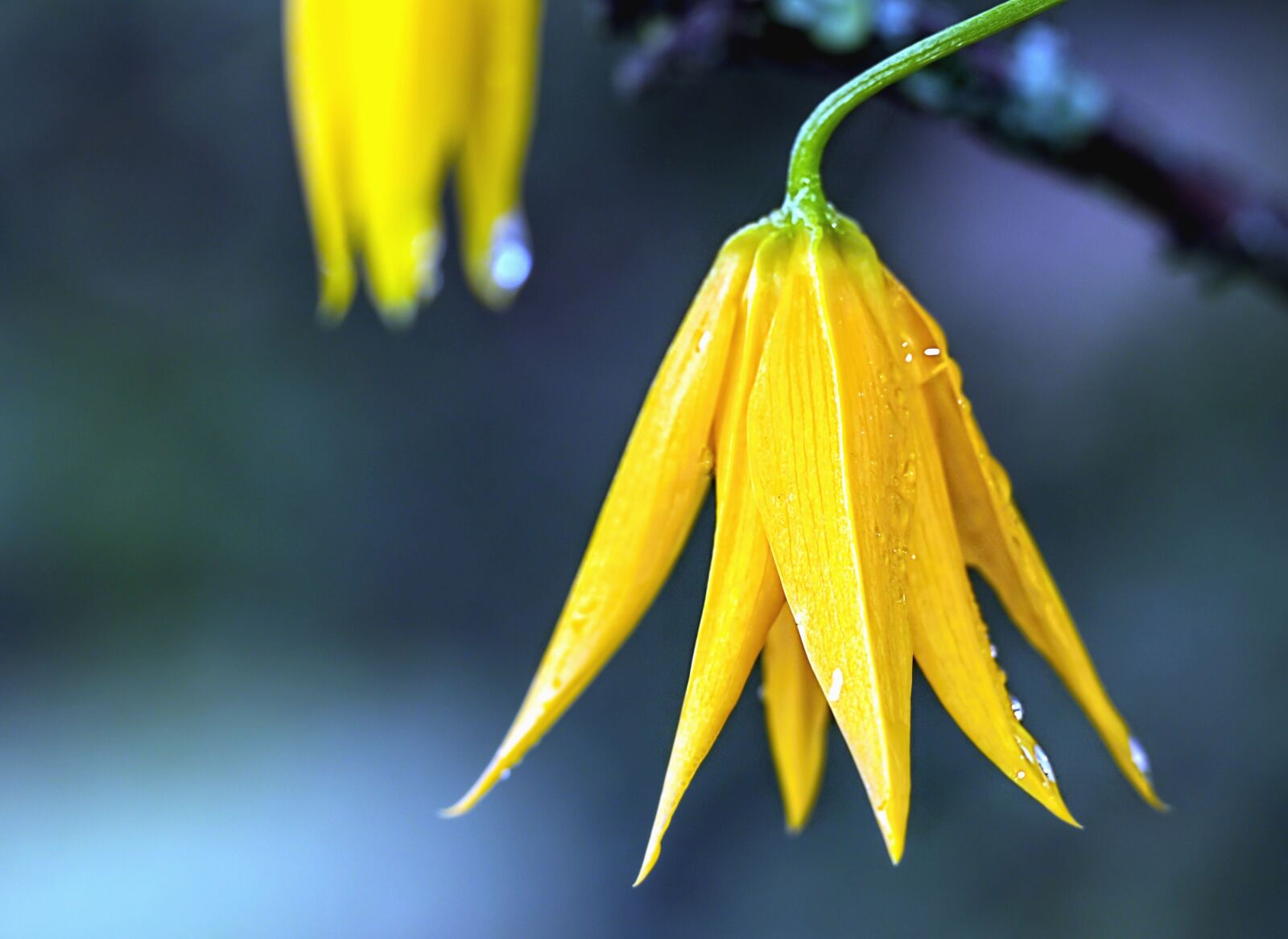 Canon EOS 70D sample photo. Petal, water, wet, flower photography