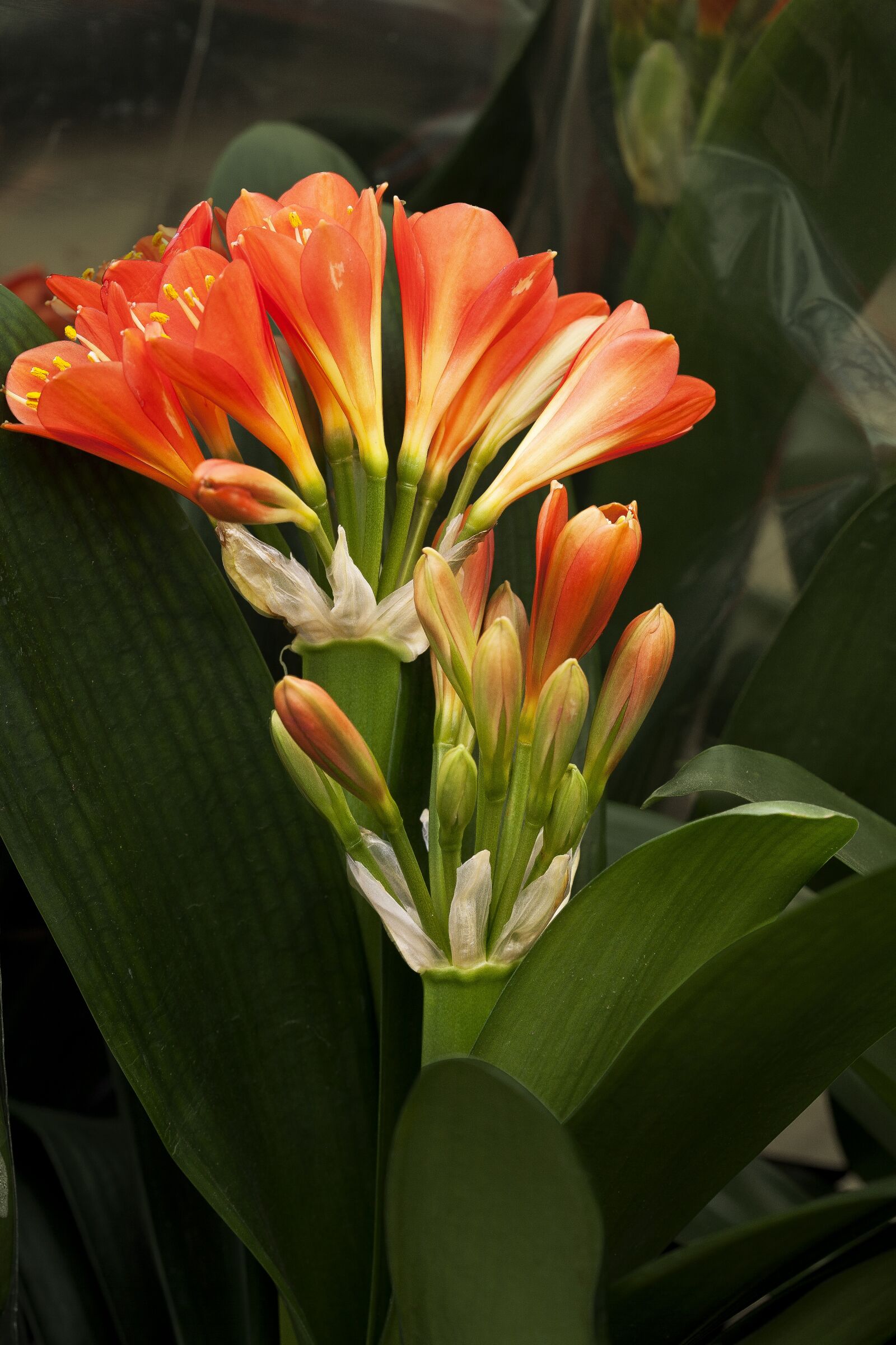 Canon EOS 5D sample photo. Flower, greenhouse, plant photography