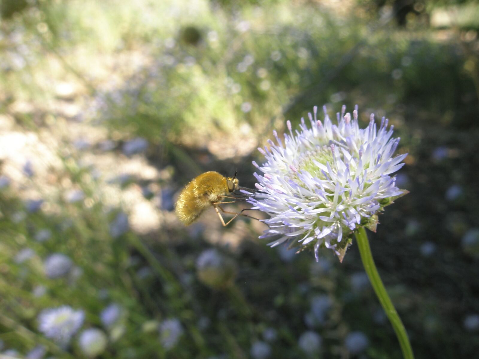 Olympus u820,S820 sample photo. Insects, flower, nature photography