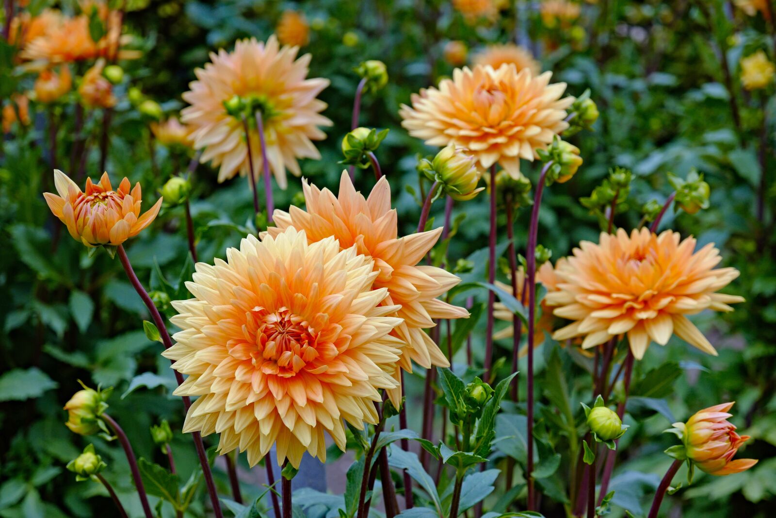 Vario-Elmar TL 1:3.5-5.6 / 18-56 ASPH. sample photo. Dahlias, flower, blossom photography