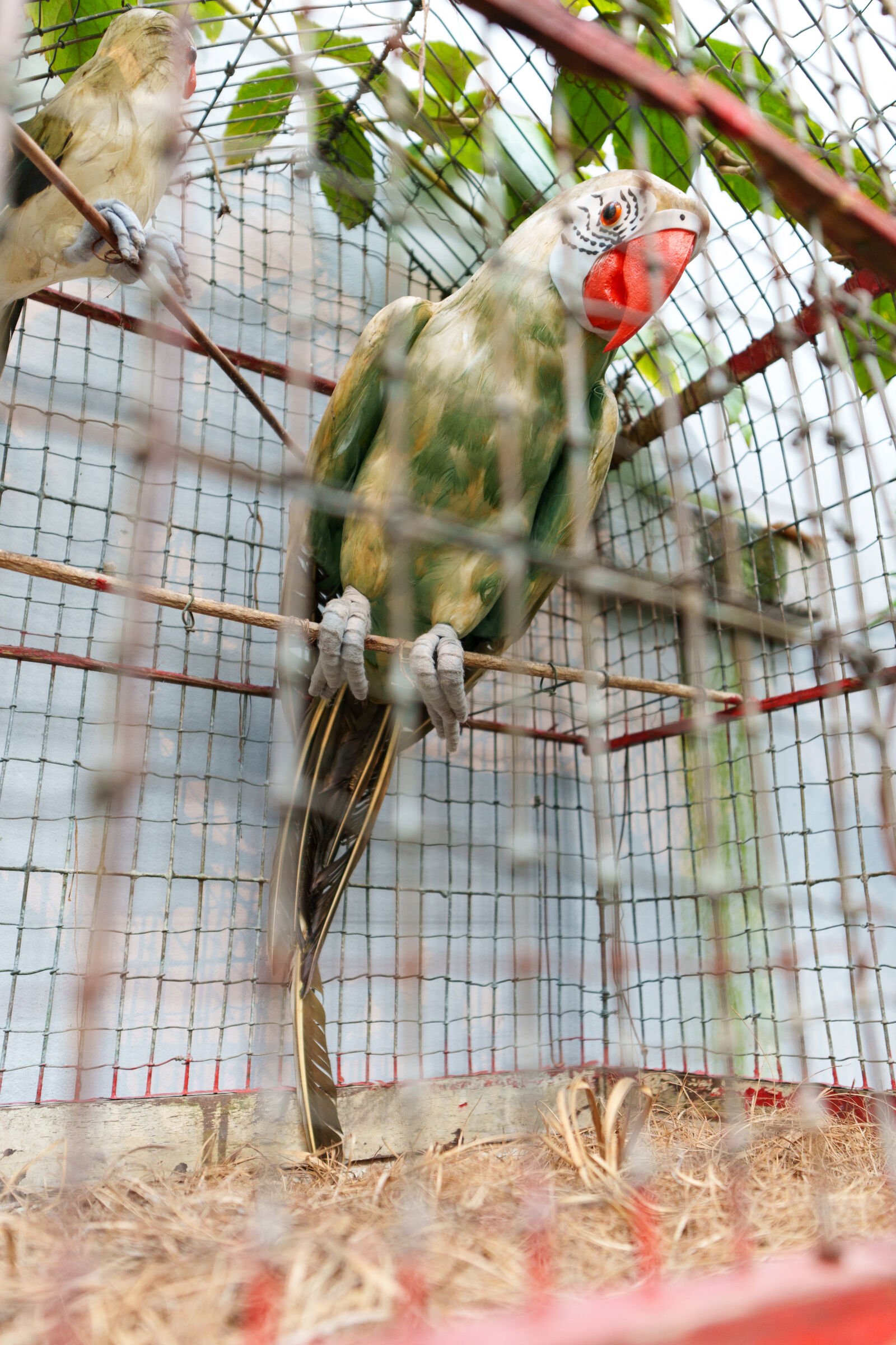 Sigma 10-18mm F2.8 DC DN sample photo. Parrot cage photography