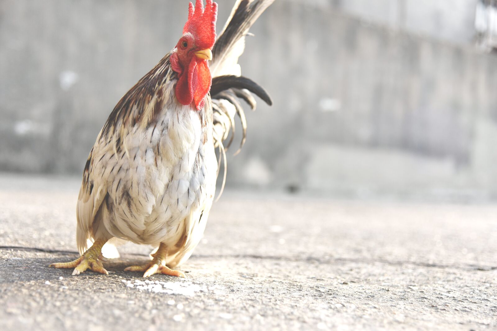 Nikon D810 sample photo. Animal, avian, bard photography