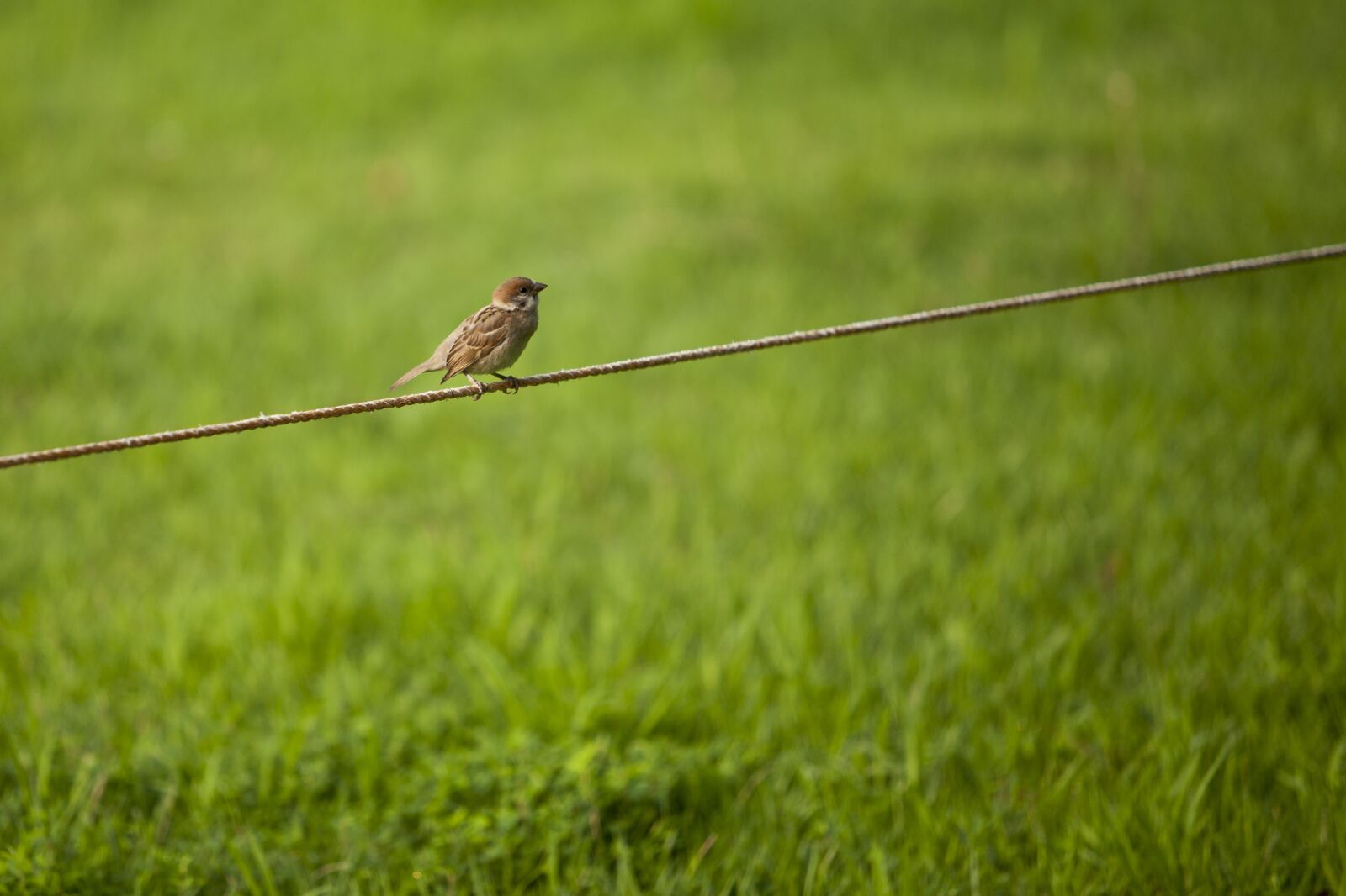 Canon EOS 5D sample photo. Sparrow, grass, break photography