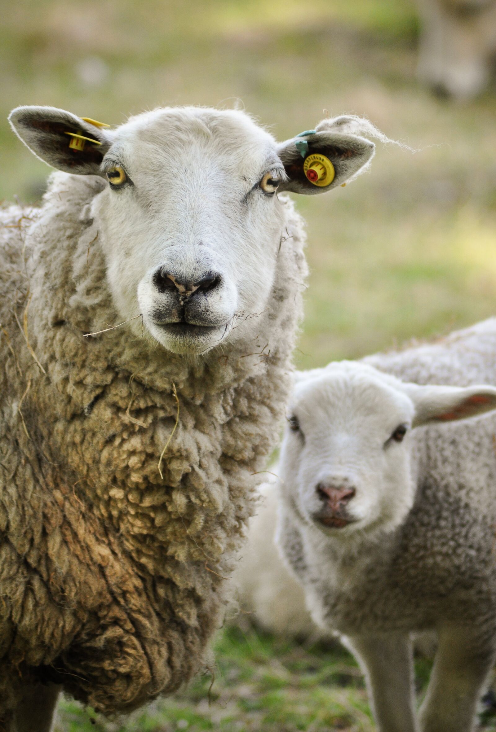 Nikon D90 sample photo. Sheep, mammal, lamb photography