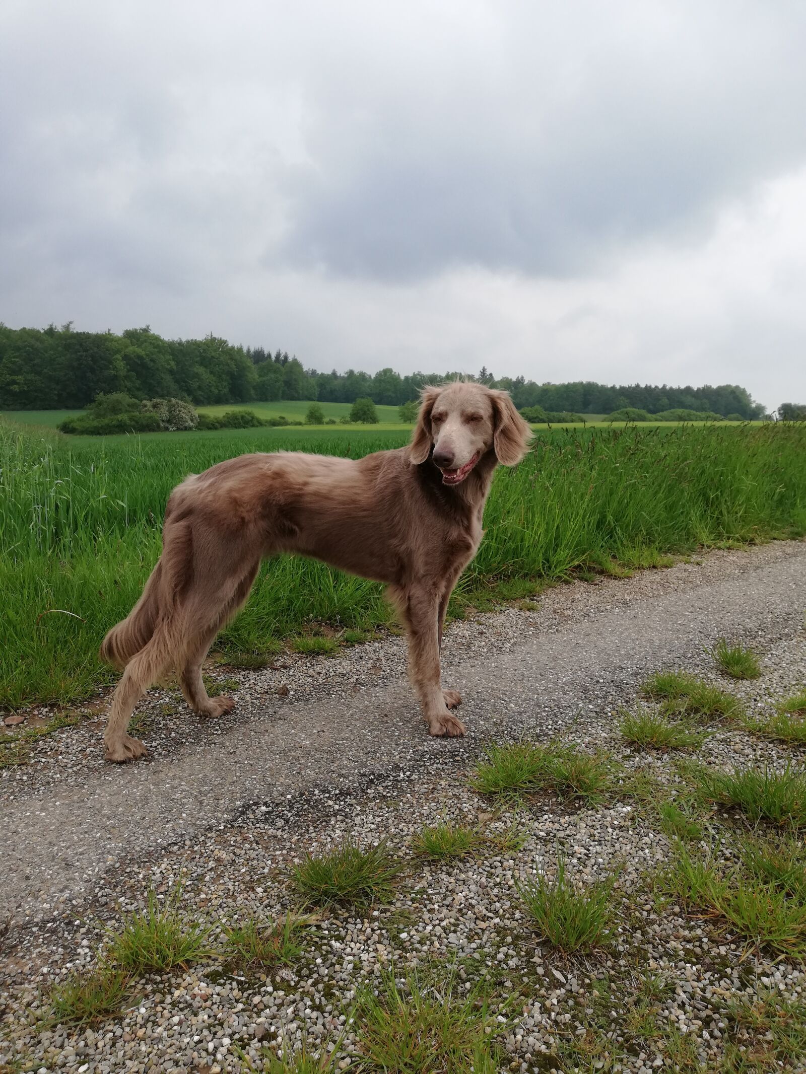 HUAWEI P20 lite sample photo. Dog, hunting dog, nature photography