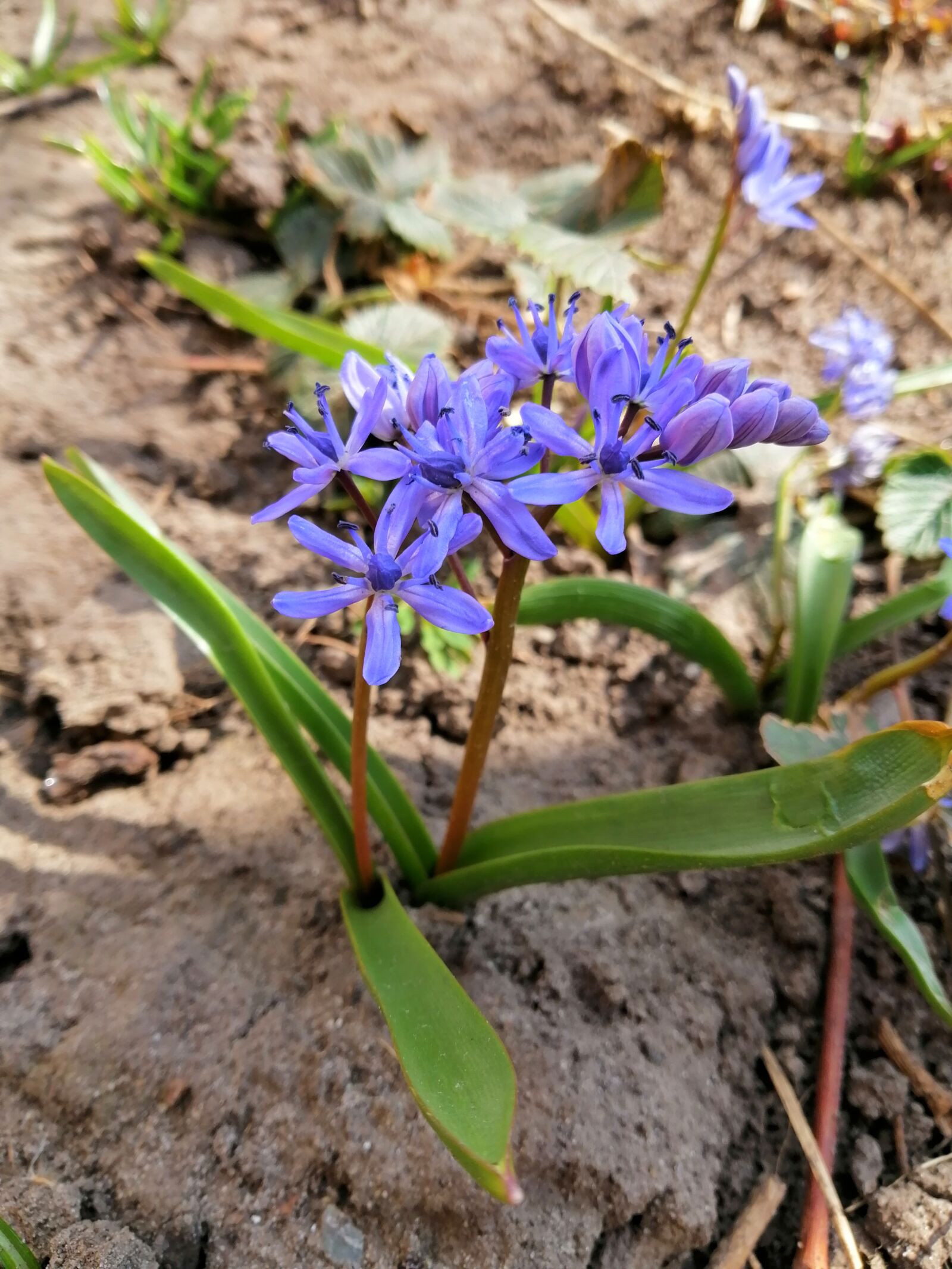 HUAWEI INE-LX1 sample photo. Flower, nature, flowers photography