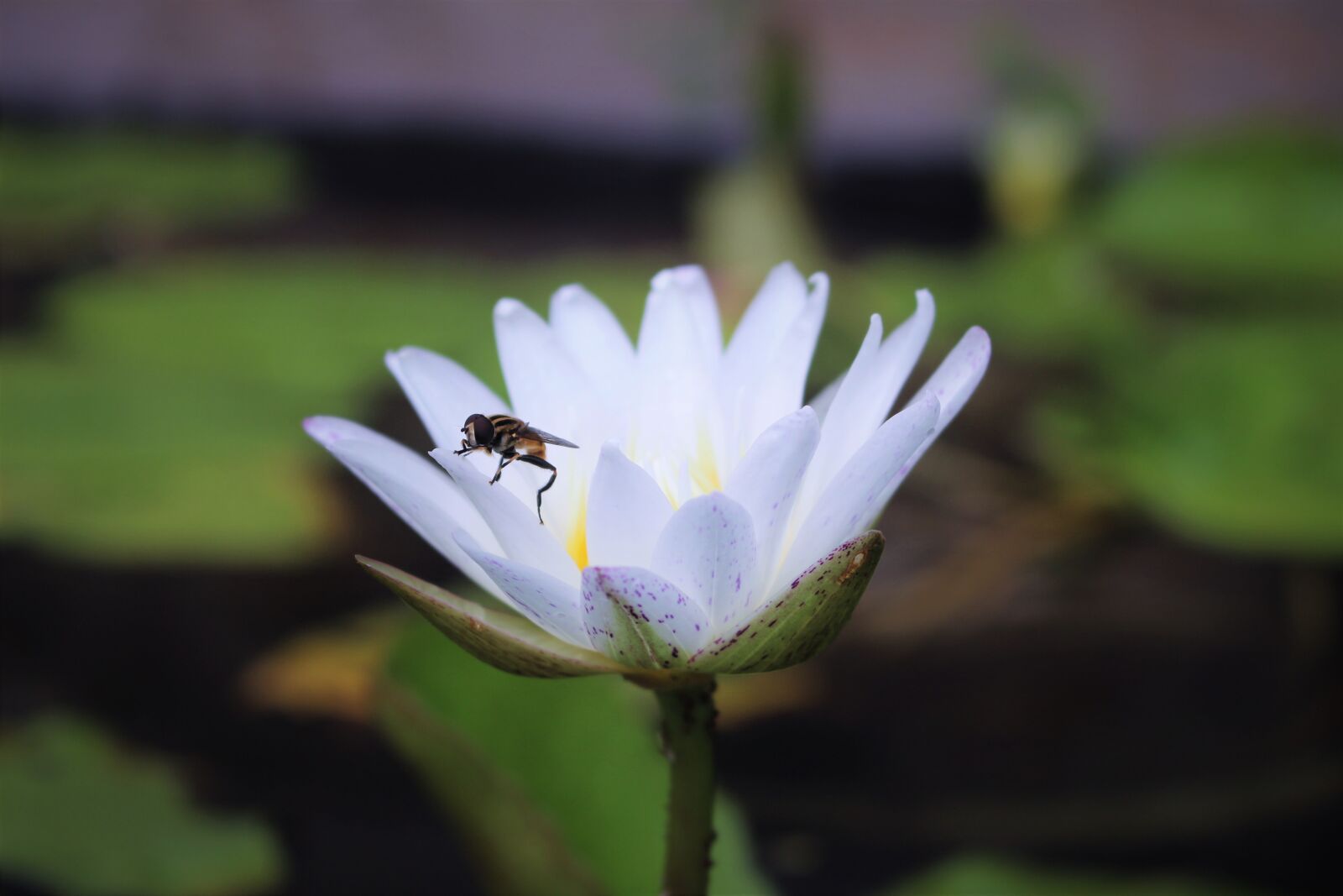 Canon EF-S 18-55mm F3.5-5.6 IS STM sample photo. Bee, waterlily, white photography