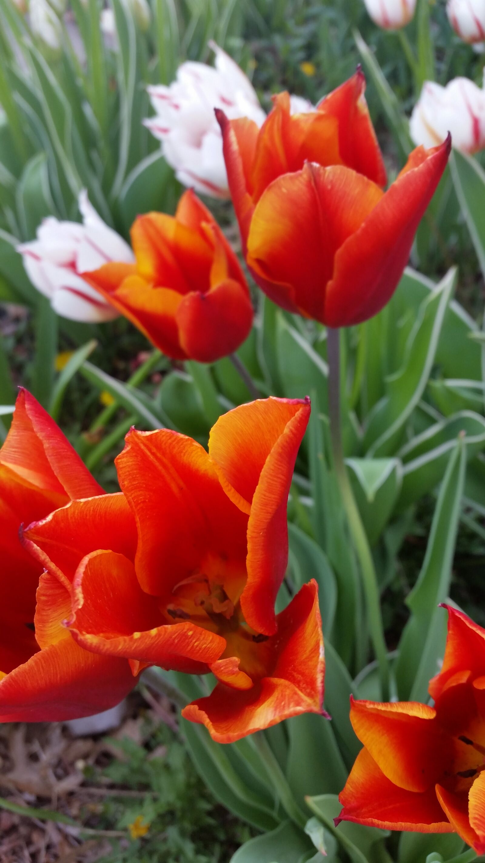 Samsung Galaxy S5 sample photo. Flowers, garden, spring photography