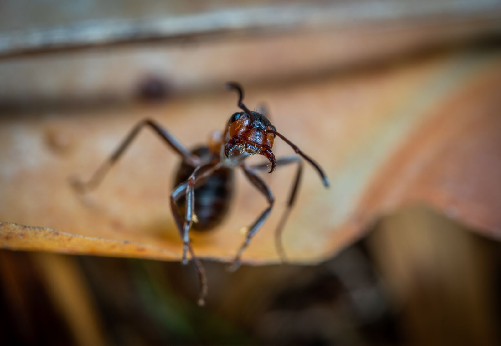 #124 65/2.8 sample photo. Insect, macro photography