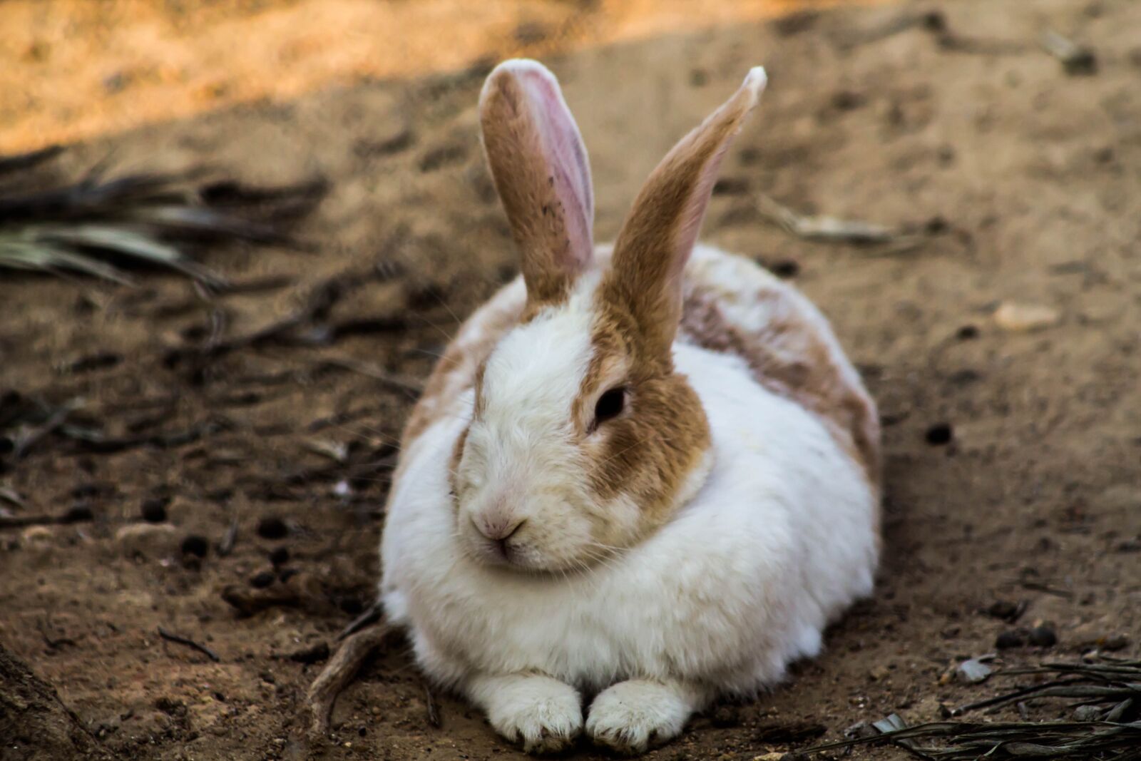 Canon EOS 600D (Rebel EOS T3i / EOS Kiss X5) sample photo. Rabbit, hare, animal photography