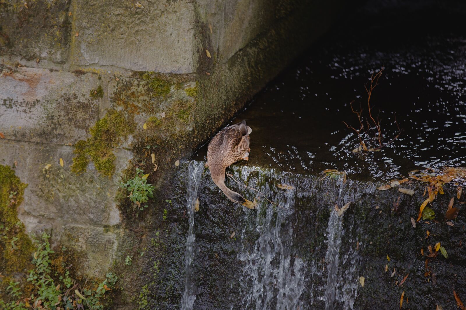 Canon EOS 6D sample photo. Duck, water, nature photography