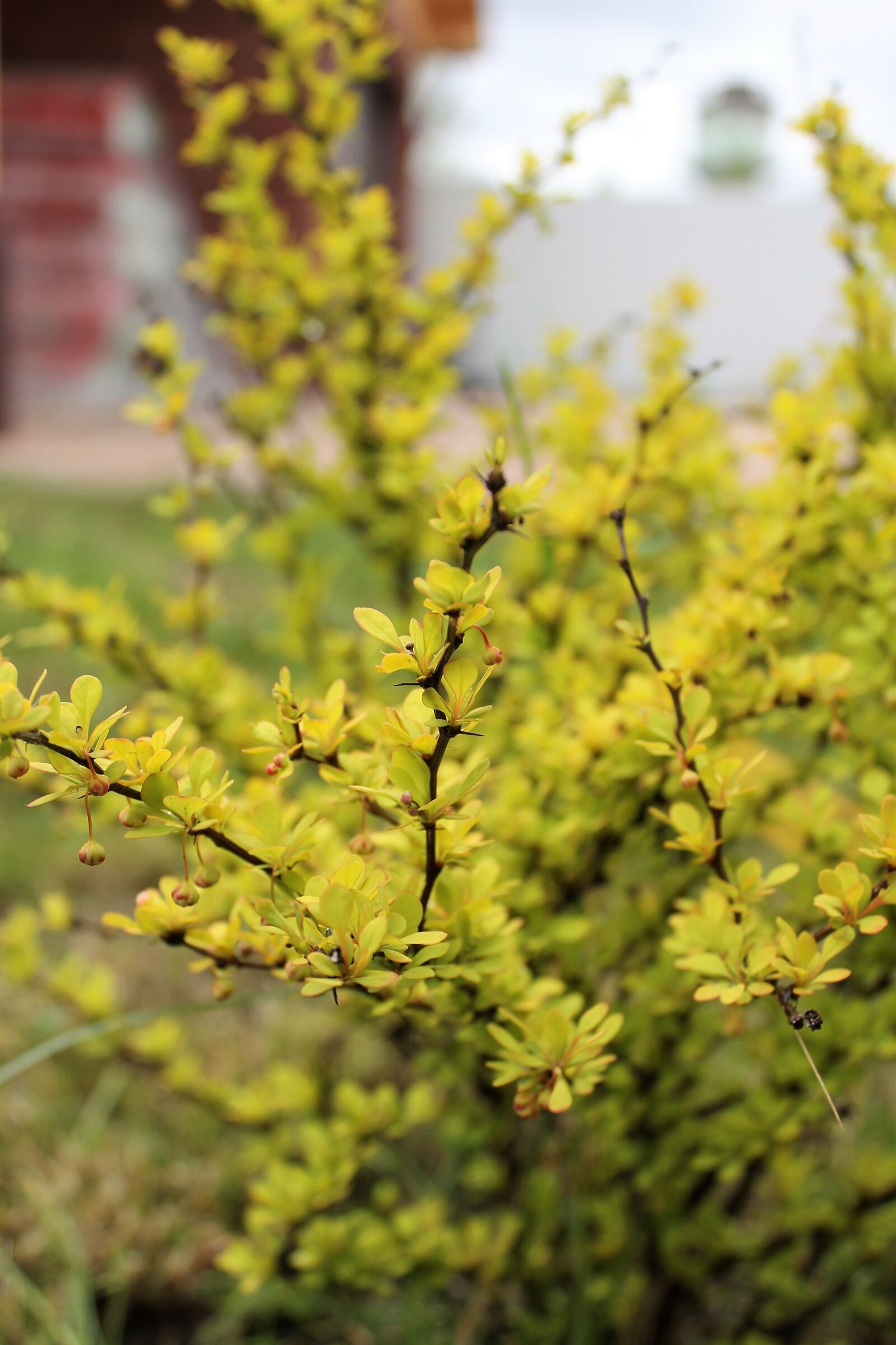 Canon EOS 60D sample photo. Shrub, barberry, yellow photography