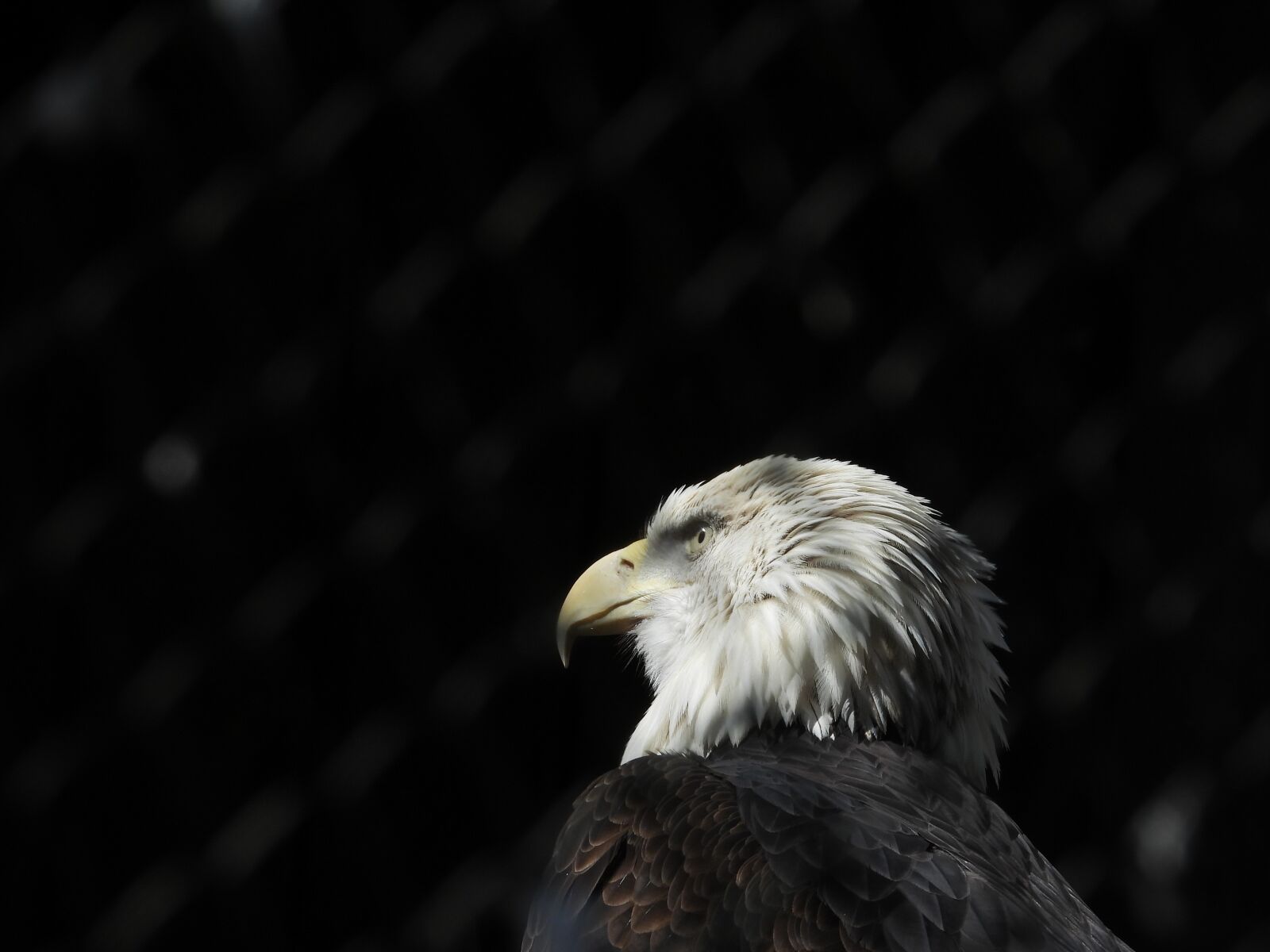 Nikon Coolpix P1000 sample photo. Bird, eagle, animals photography