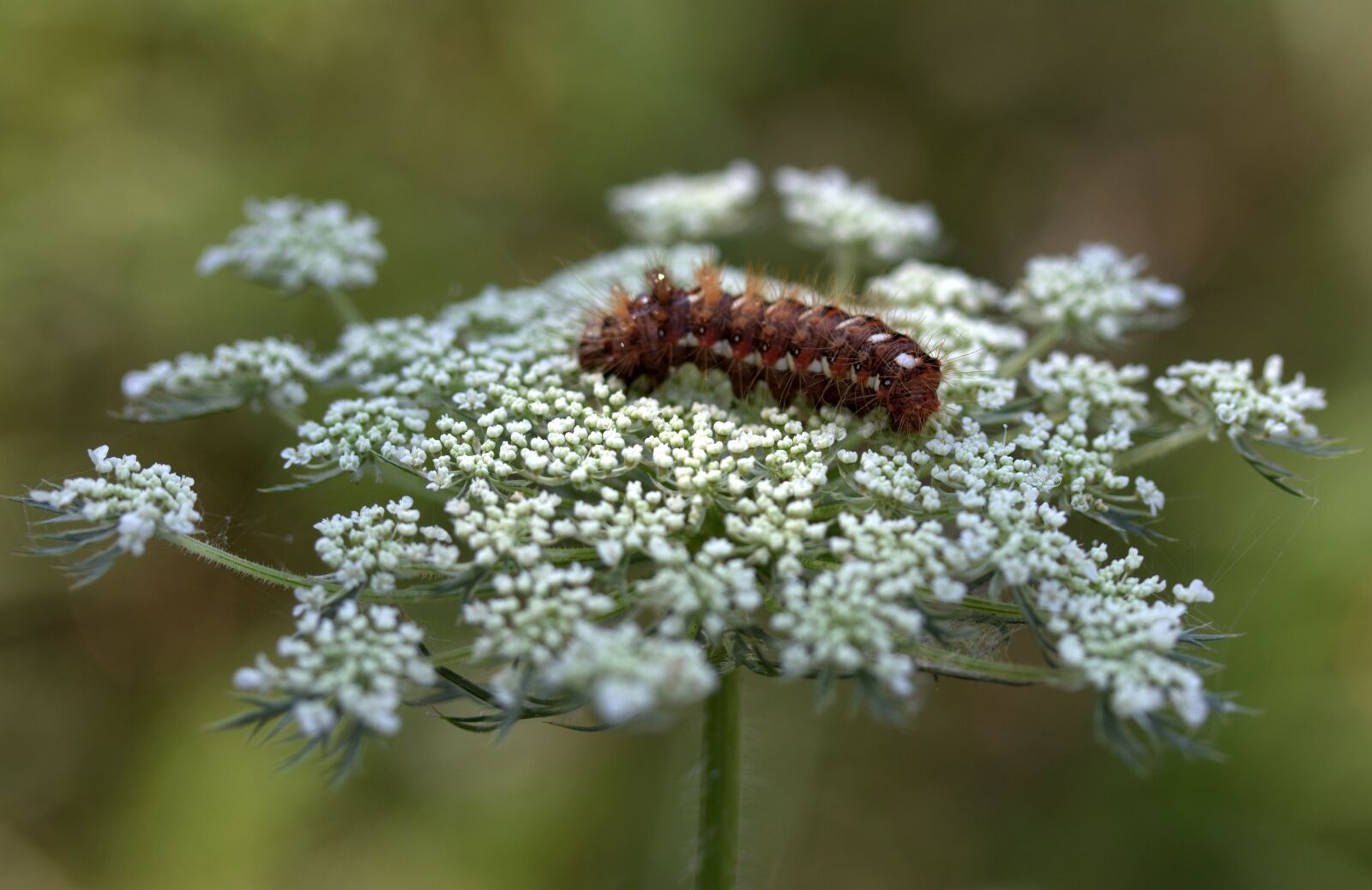 Canon EF-S 60mm F2.8 Macro USM sample photo. Caterpillar, the larva, brown photography