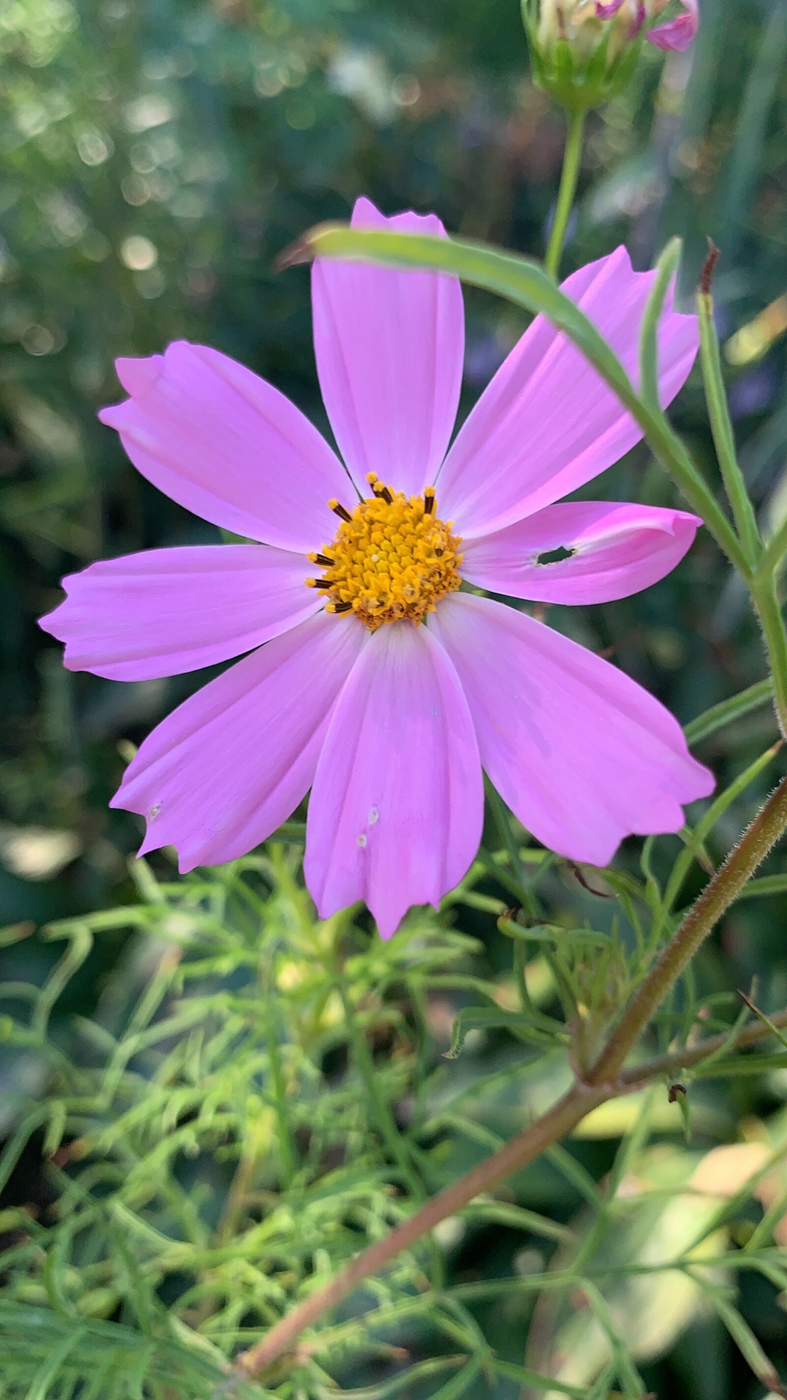 iPhone XR back camera 4.25mm f/1.8 sample photo. Cosmos, flower, plant photography