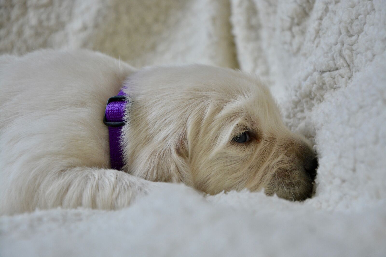 Nikon D5200 sample photo. Golden retriever puppy, pup photography