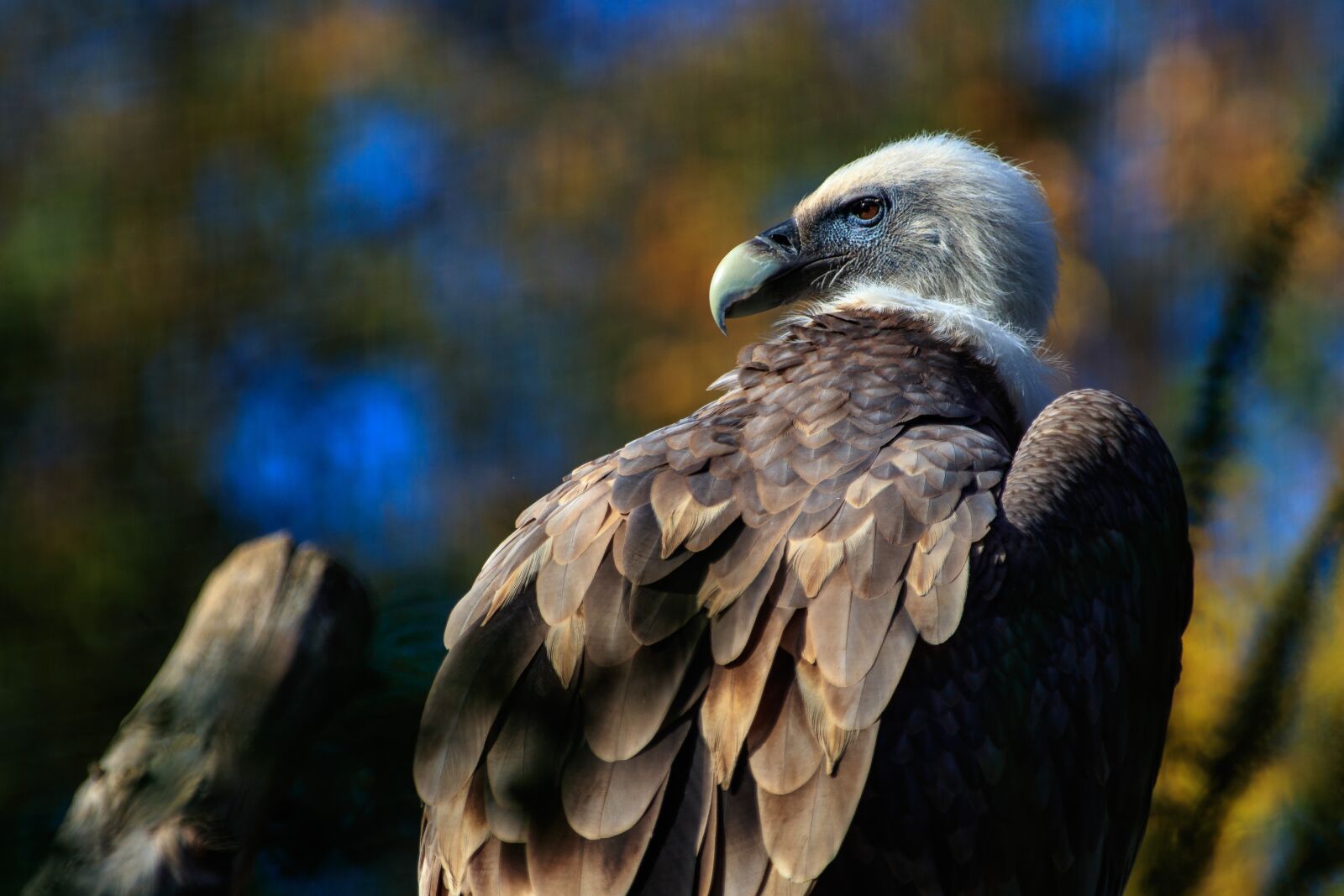 Canon EOS 80D sample photo. Vulture, bird, animal world photography