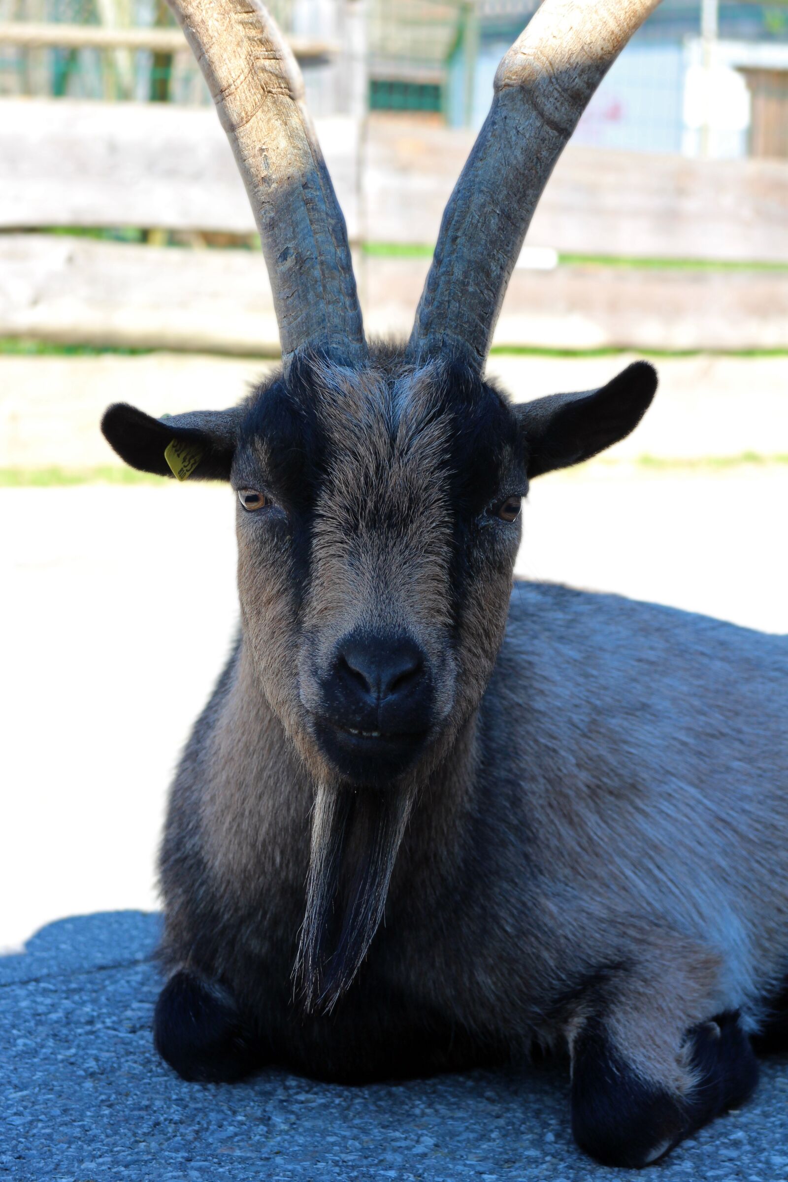 Canon EOS M sample photo. Billy goat, goat, animal photography