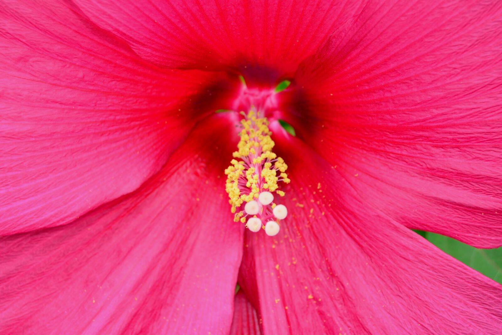 Nikon D5200 sample photo. Hibiscus, pink, neon photography