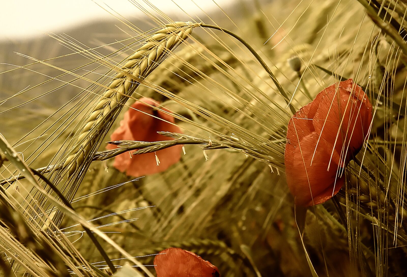 Canon EOS 1000D (EOS Digital Rebel XS / EOS Kiss F) sample photo. Poppy, flowers, red photography