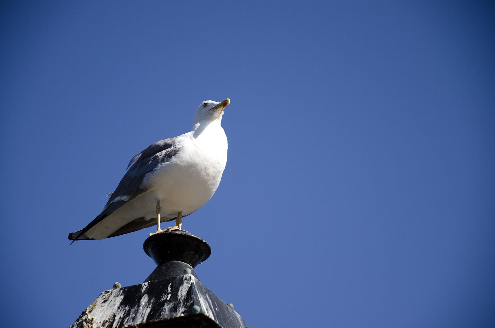 Nikon D7000 sample photo. Birds, seagull, sky photography