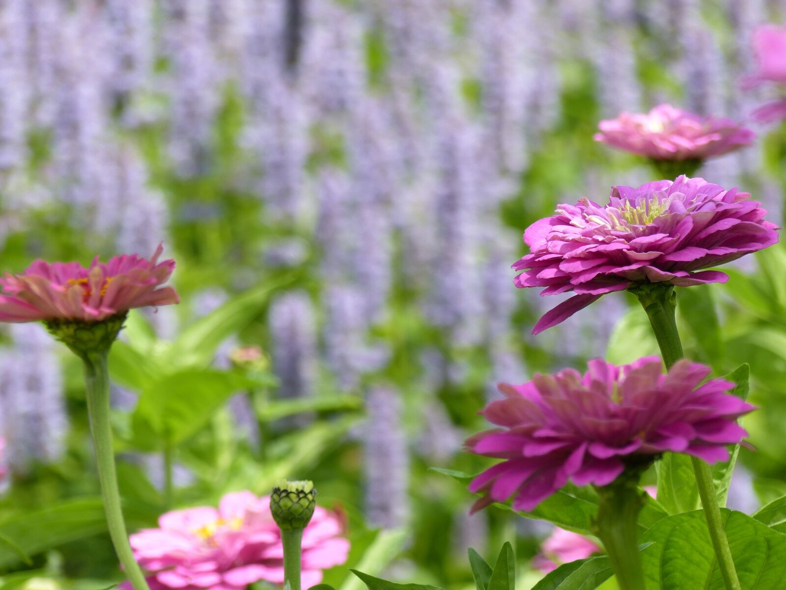 Panasonic Lumix DMC-FZ200 sample photo. Zinnia, flowers, flower garden photography