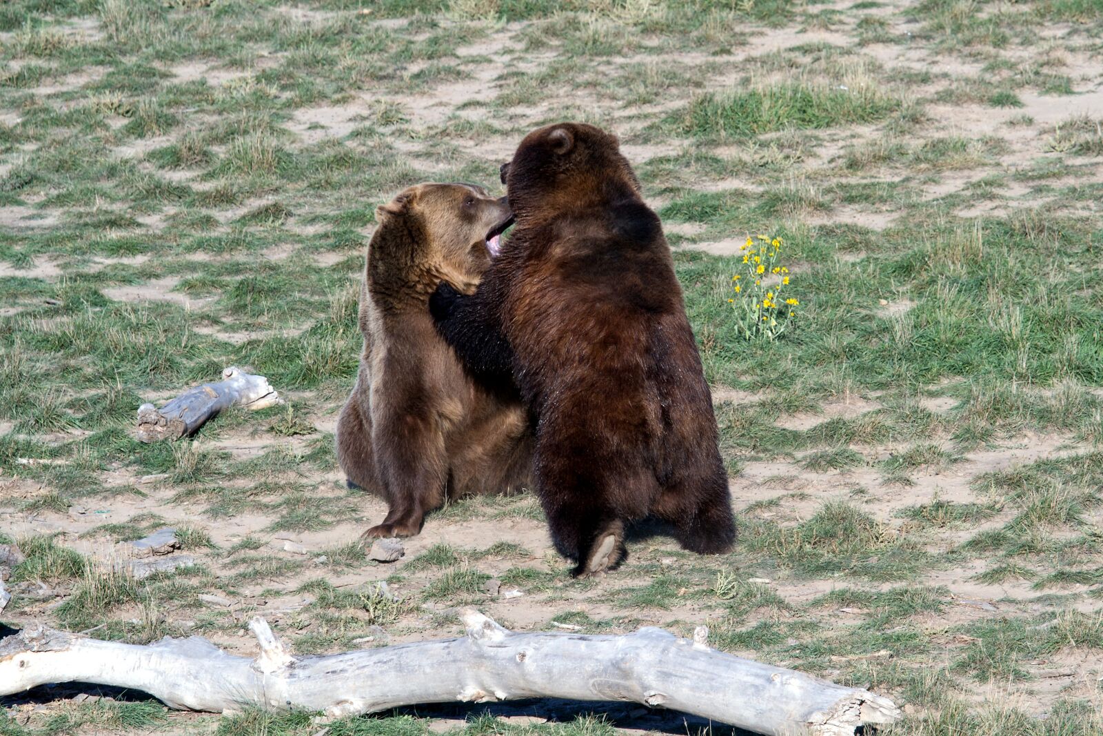 Canon EOS 7D sample photo. Grizzly bear, brown bear photography