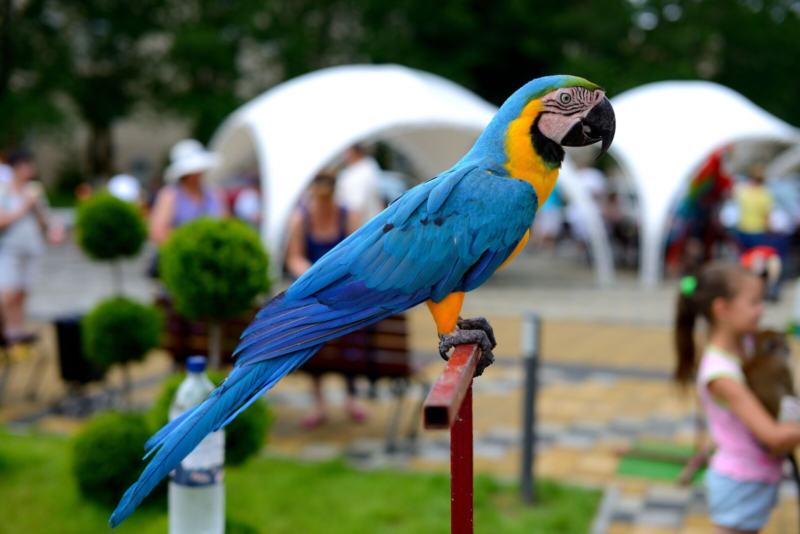Nikon D800 sample photo. Bird, parrot, multi color photography