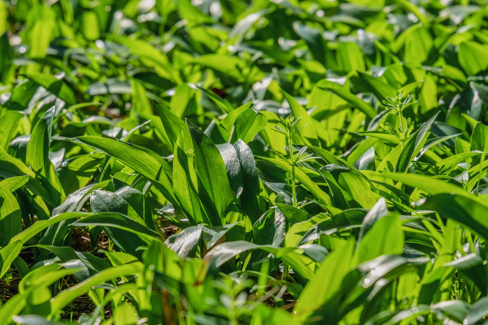 Fujifilm XF 55-200mm F3.5-4.8 R LM OIS sample photo. Bear's garlic, forest, plant photography