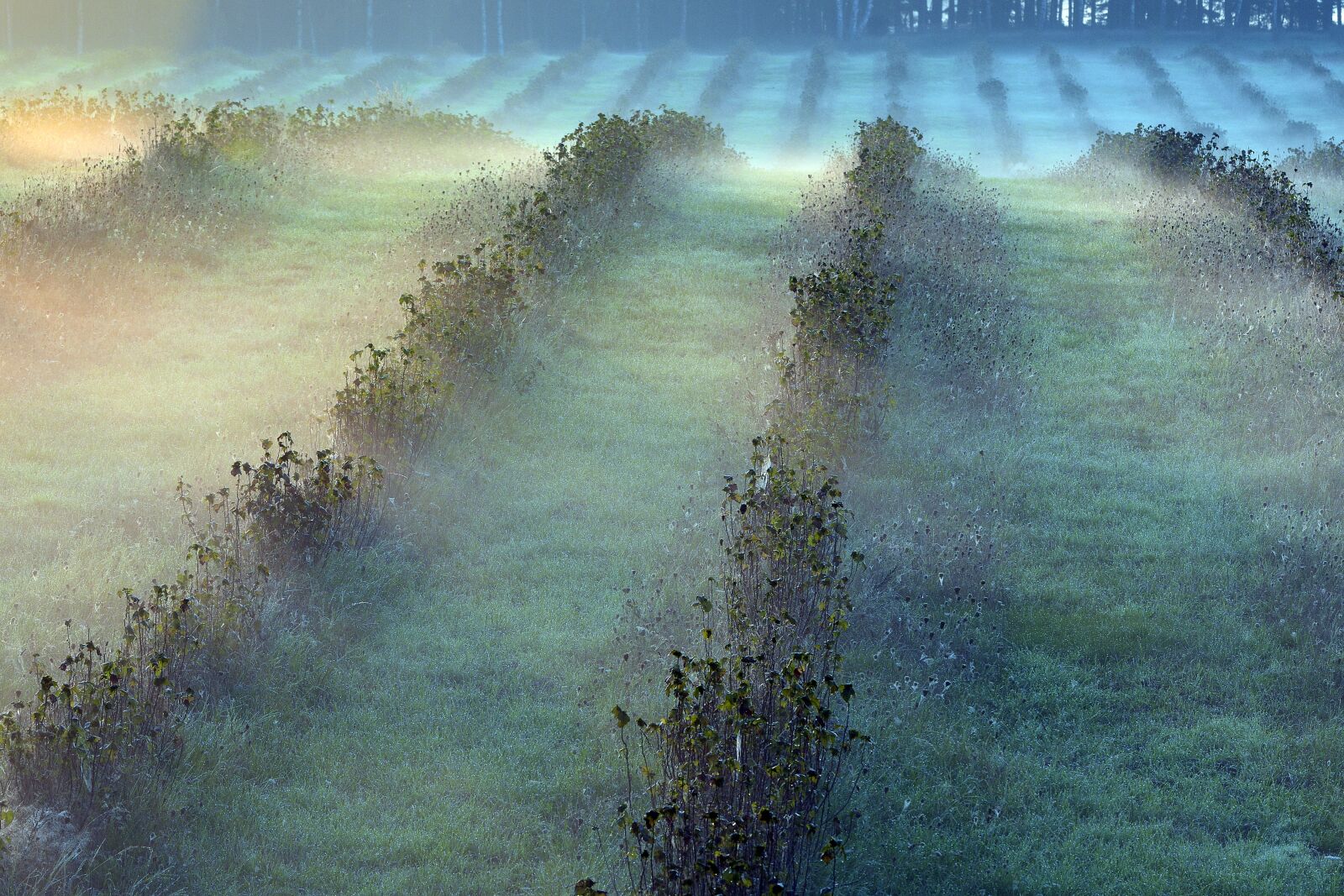 Nikon D3400 sample photo. Morning, the fog, landscape photography