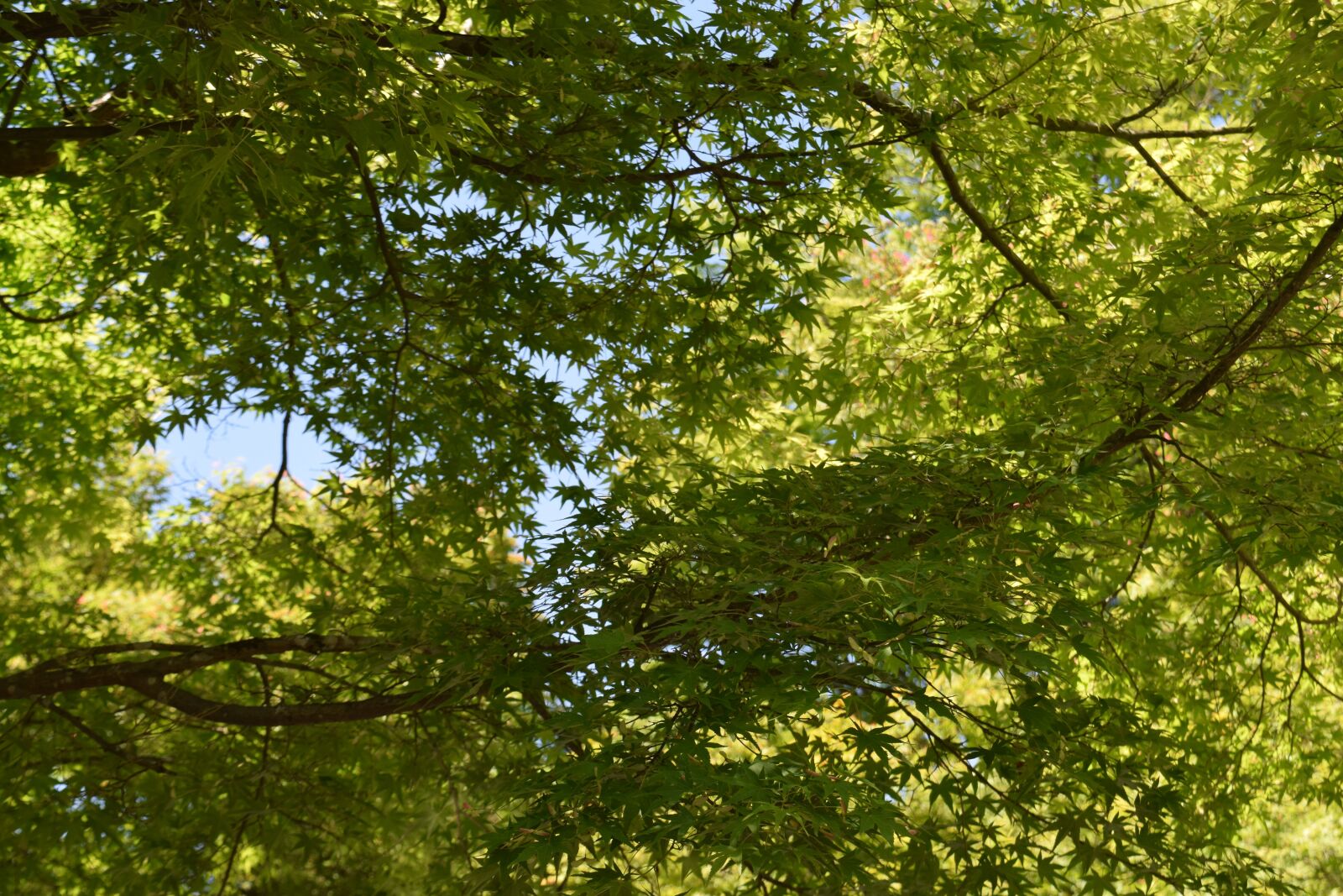 Nikon D3300 sample photo. Fresh green, in the photography