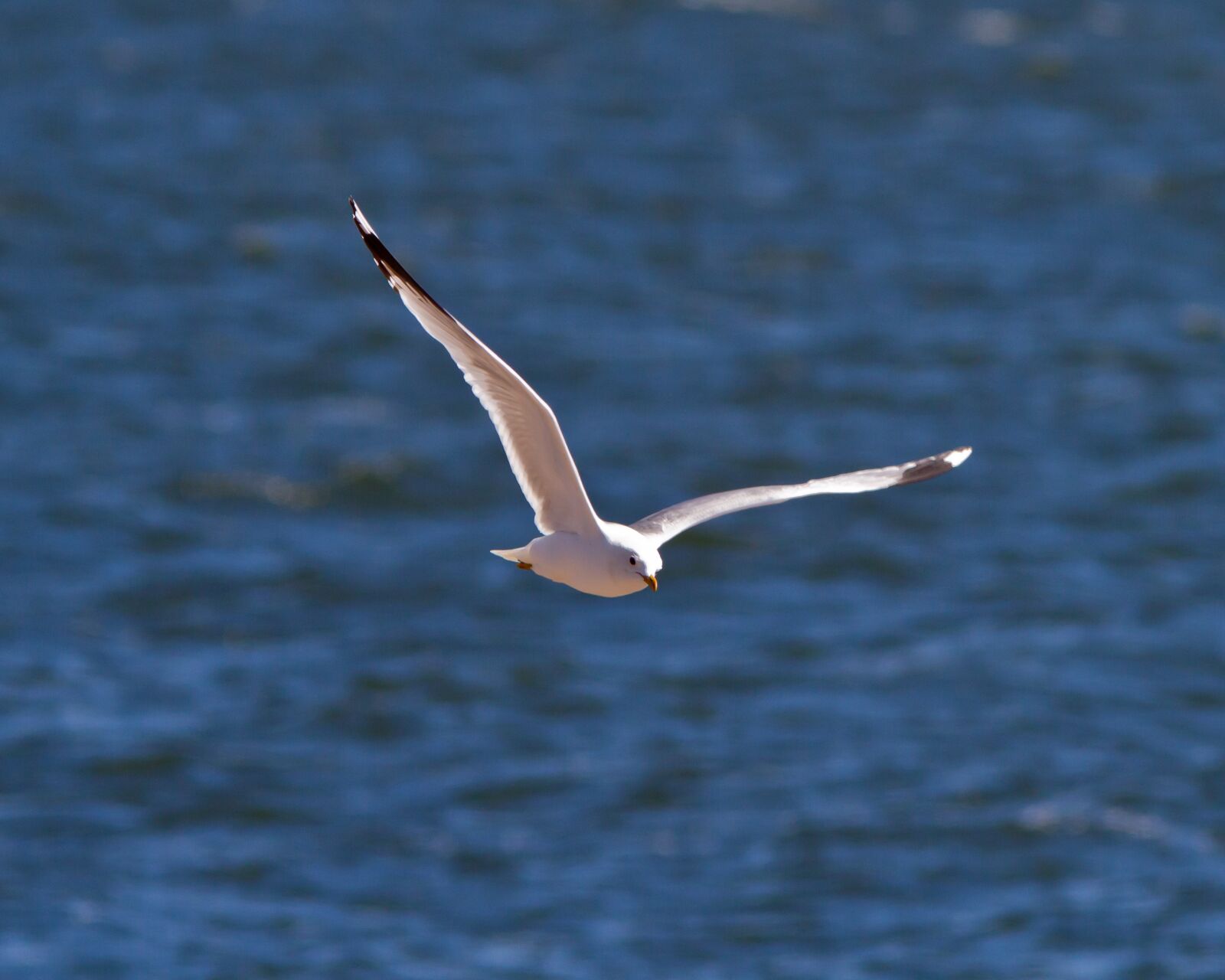 Canon EF 300mm F4L IS USM sample photo. Seagull, mew, glide photography