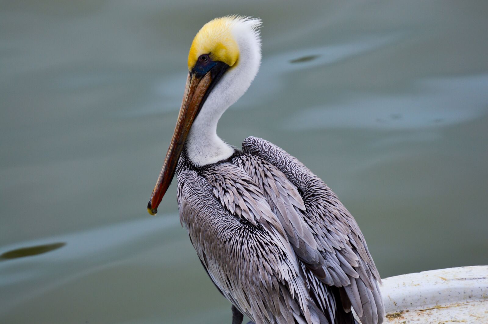 Nikon D3200 sample photo. Pelican, sea, plumage photography
