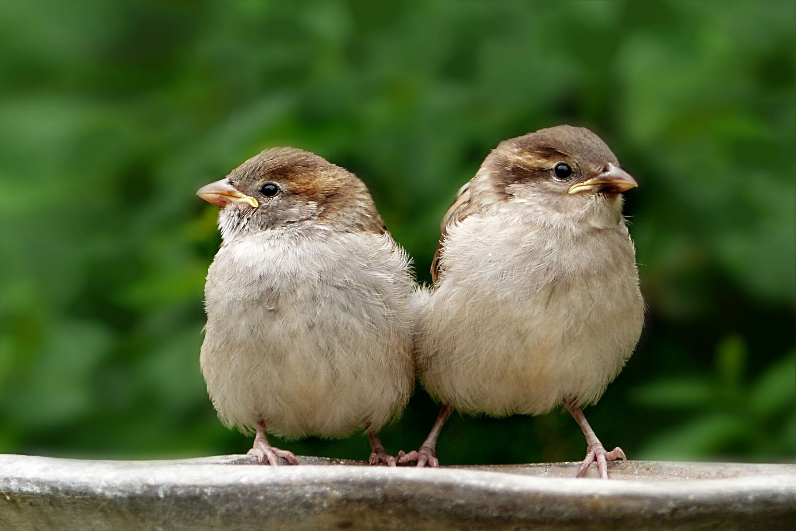 Panasonic Lumix DMC-FZ200 sample photo. Animal, bird, sparrow photography