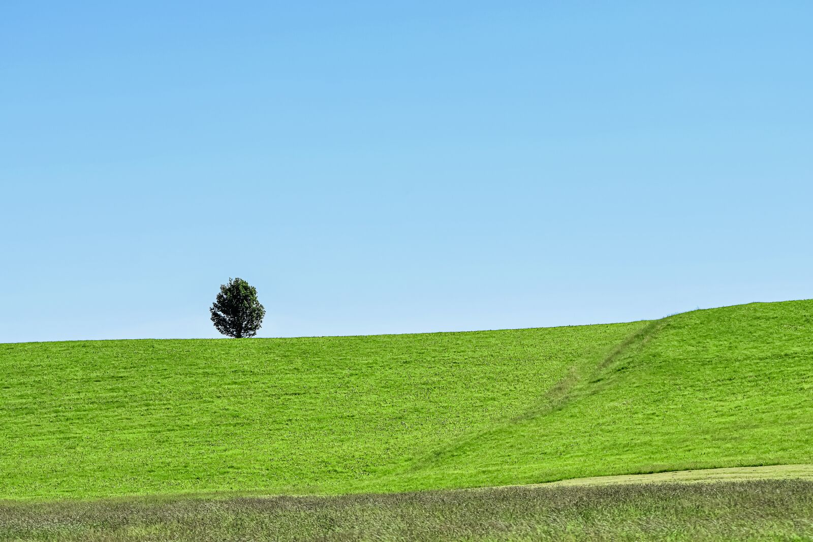 Nikon D7200 sample photo. Tree, landscape, nature photography