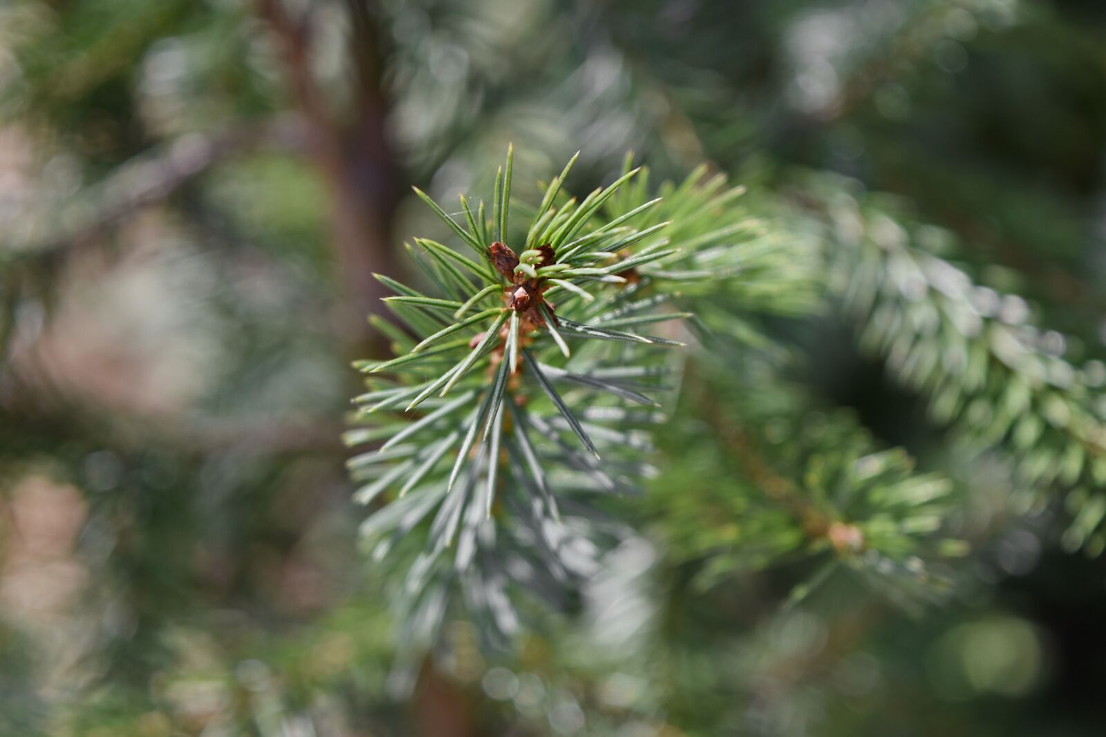 Nikon D5500 sample photo. Conifer, green leaves, branch photography
