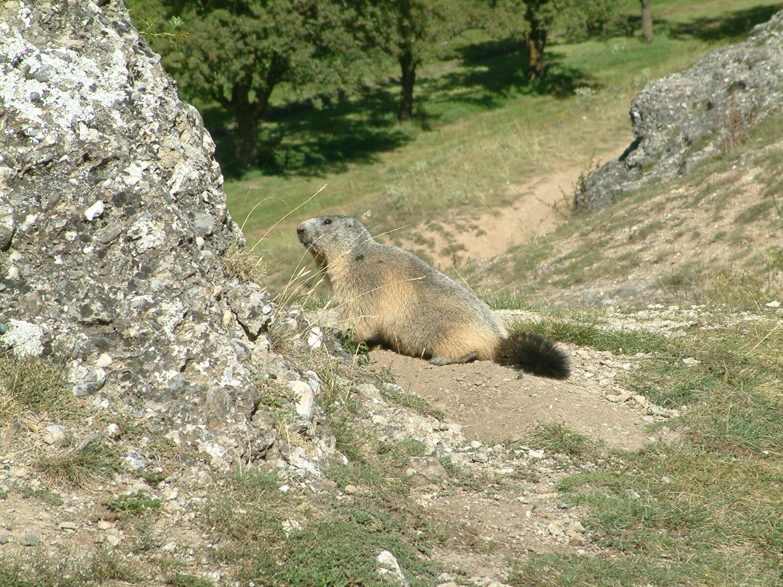 Fujifilm FinePix S602 ZOOM sample photo. Mountain, marmot, wildlife photography
