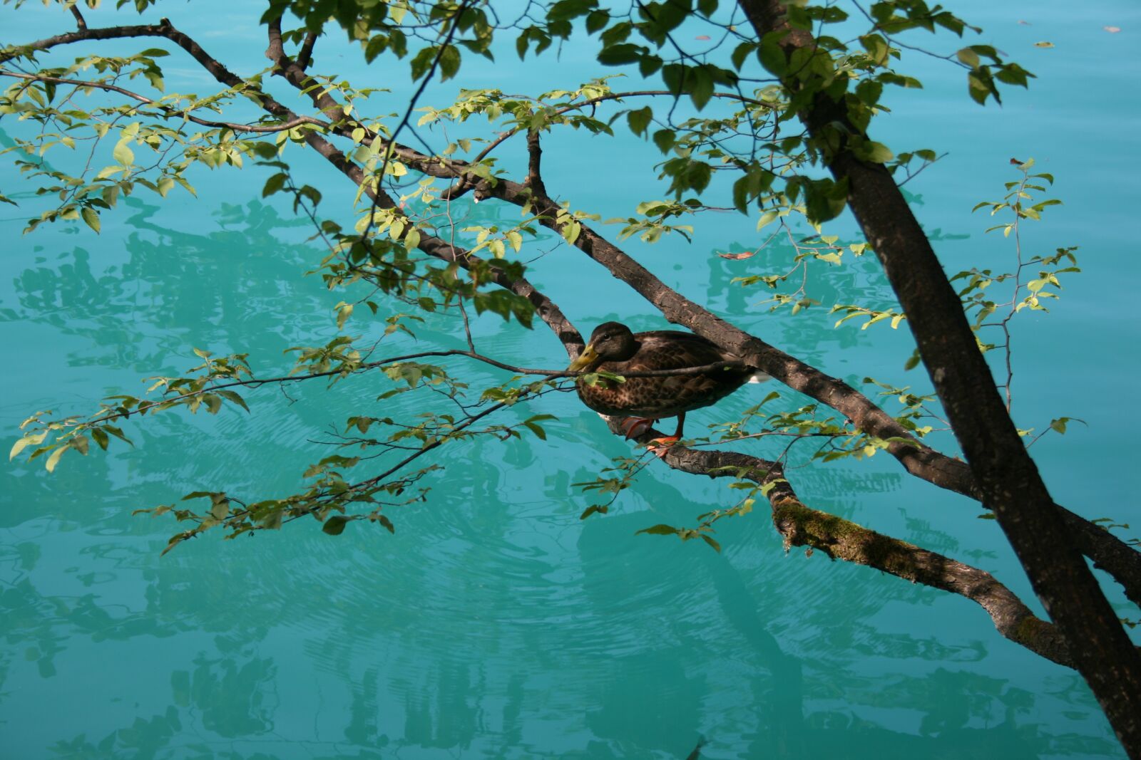 Canon EOS 400D (EOS Digital Rebel XTi / EOS Kiss Digital X) sample photo. Duck, tree, water photography