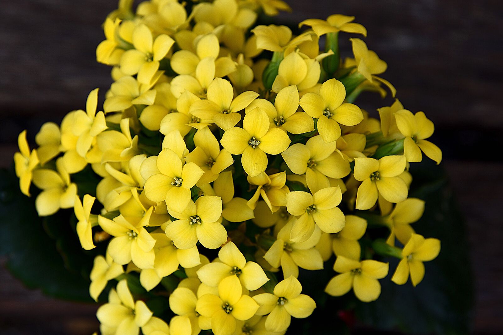 Nikon D7200 sample photo. Spring, flowers, kalanchoe photography