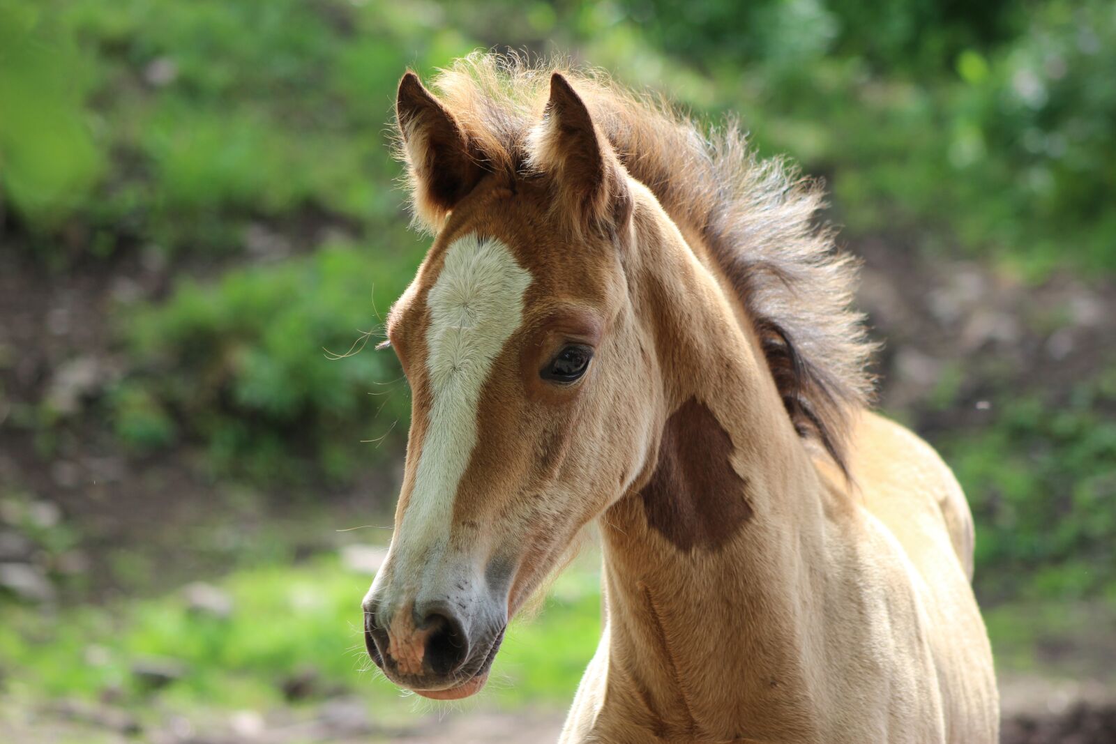 Canon EF75-300mm f/4-5.6 sample photo. Horse, animal, nature photography