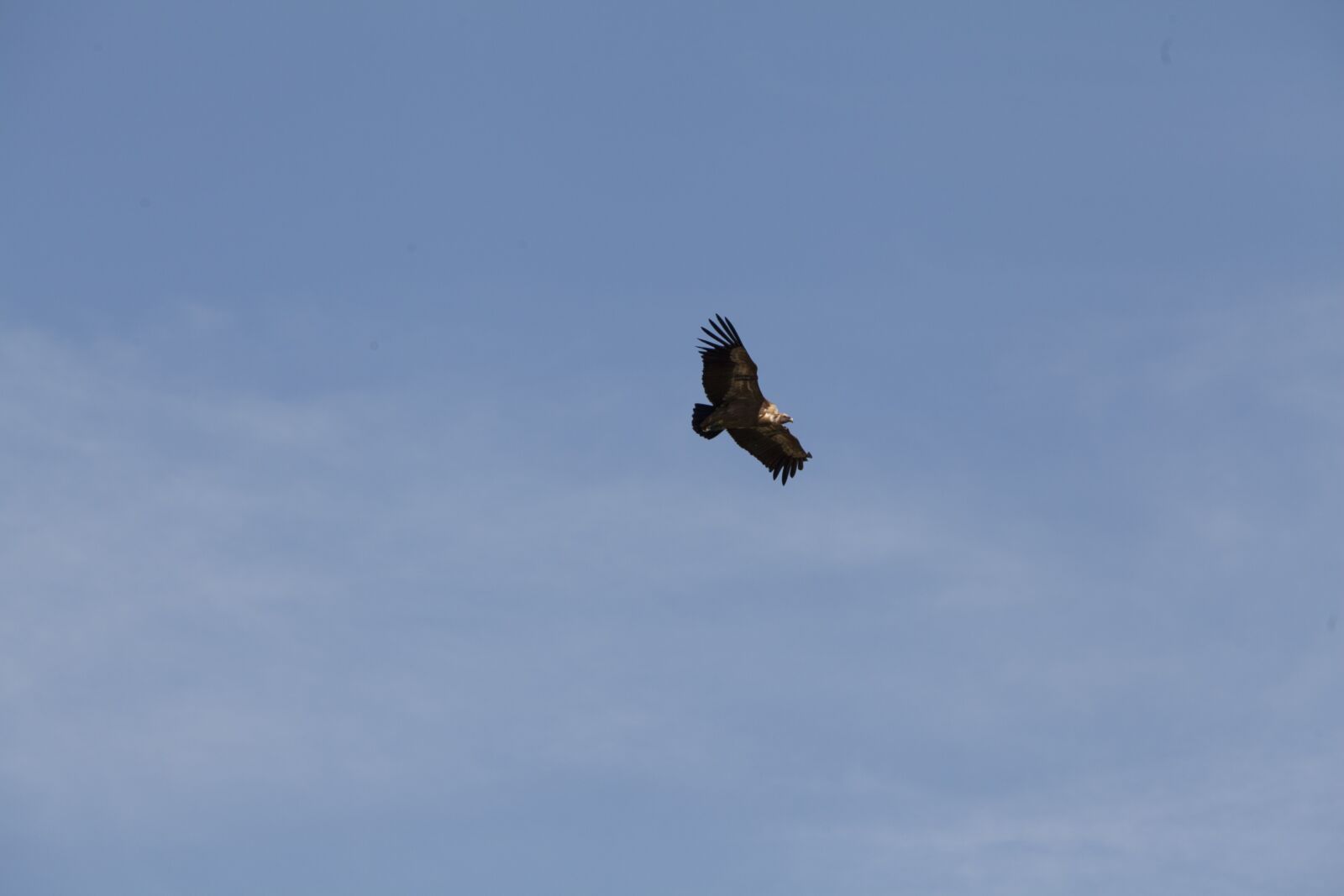 Canon EF 70-200mm F2.8L USM sample photo. Wings, fly, israel photography