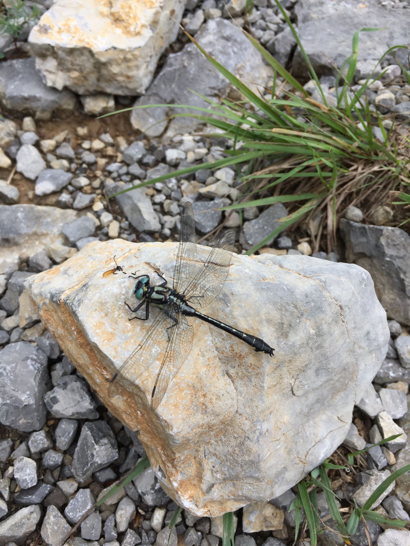 iPhone 6 back camera 4.15mm f/2.2 sample photo. Dragonfly, rock, stone desert photography