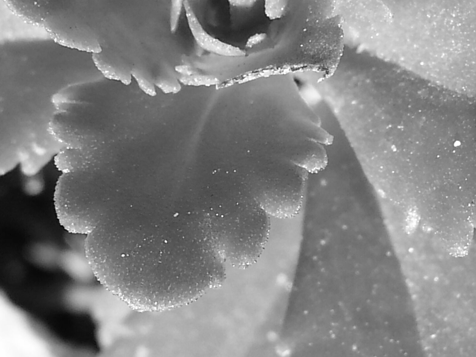 Samsung Galaxy S3 sample photo. Abstract, black, and, white photography