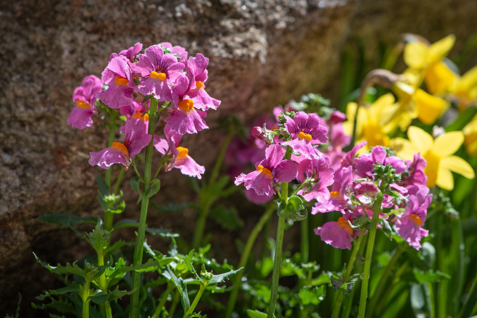 Nikon D750 sample photo. Flowers, garden, pink photography