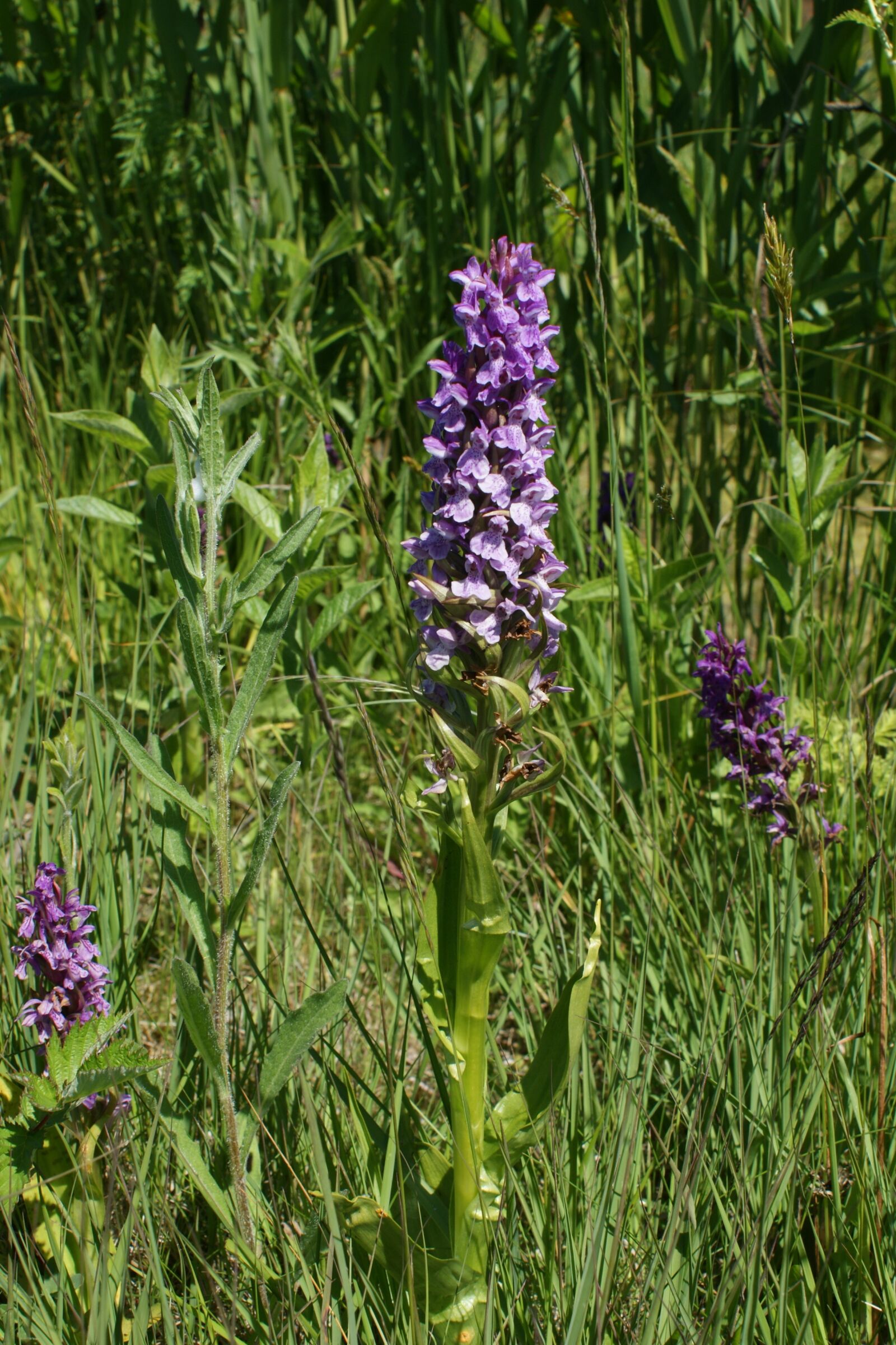 Sony Alpha DSLR-A350 sample photo. Purple flower, orchid, nature photography