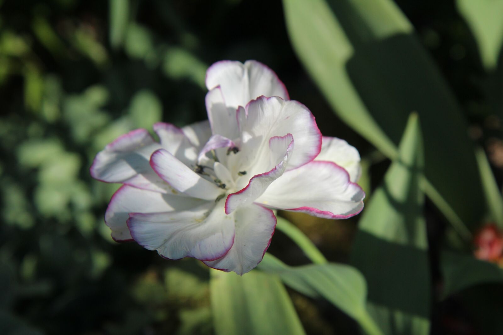 Canon EOS 600D (Rebel EOS T3i / EOS Kiss X5) + Sigma 12-24mm f/4.5-5.6 EX DG ASPHERICAL HSM + 1.4x sample photo. Tulip, white tulip, romantic photography