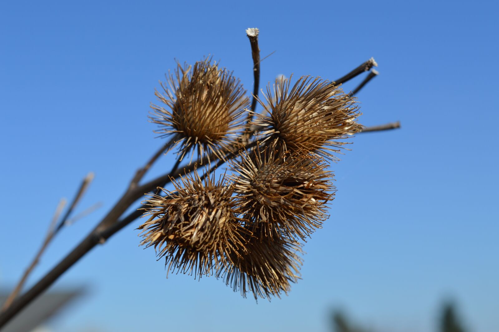Nikon D3200 sample photo. Nature, thistle, prickly photography