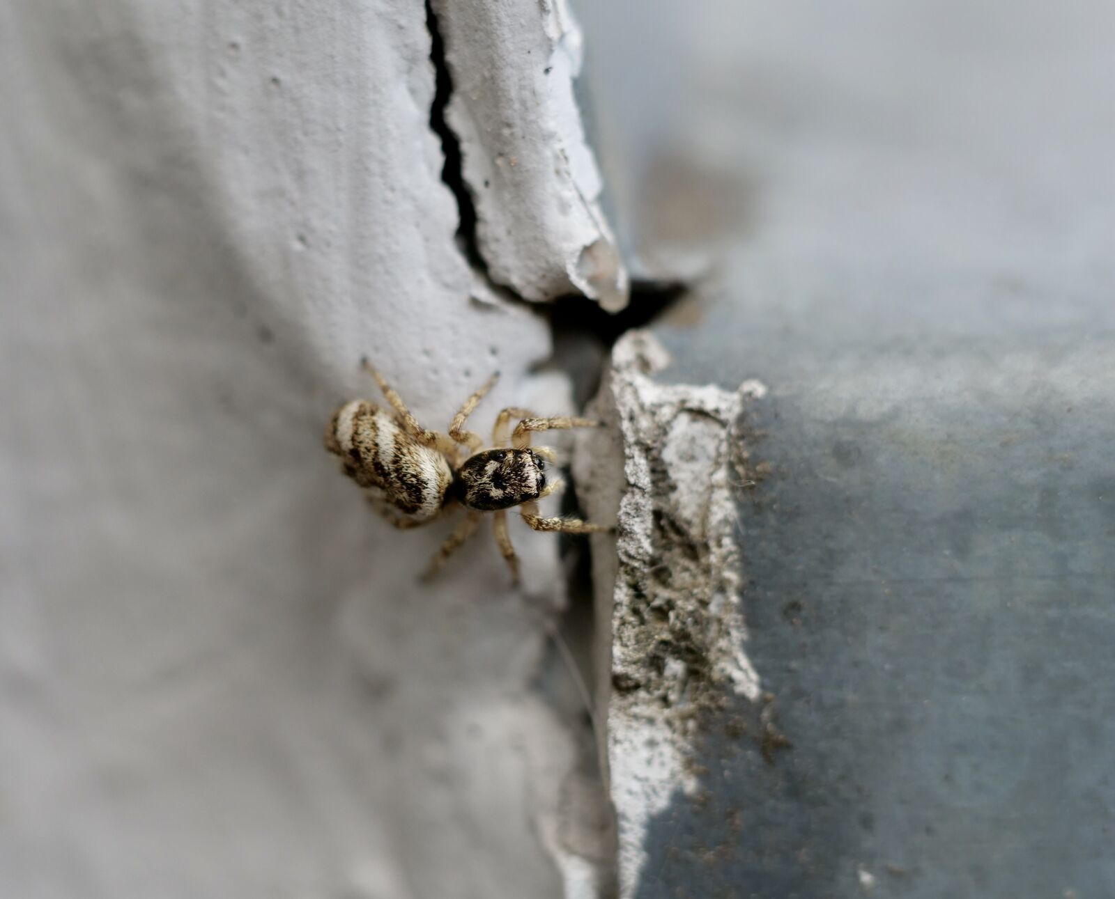 Panasonic Lumix DC-G9 sample photo. Macro, spider, insect photography