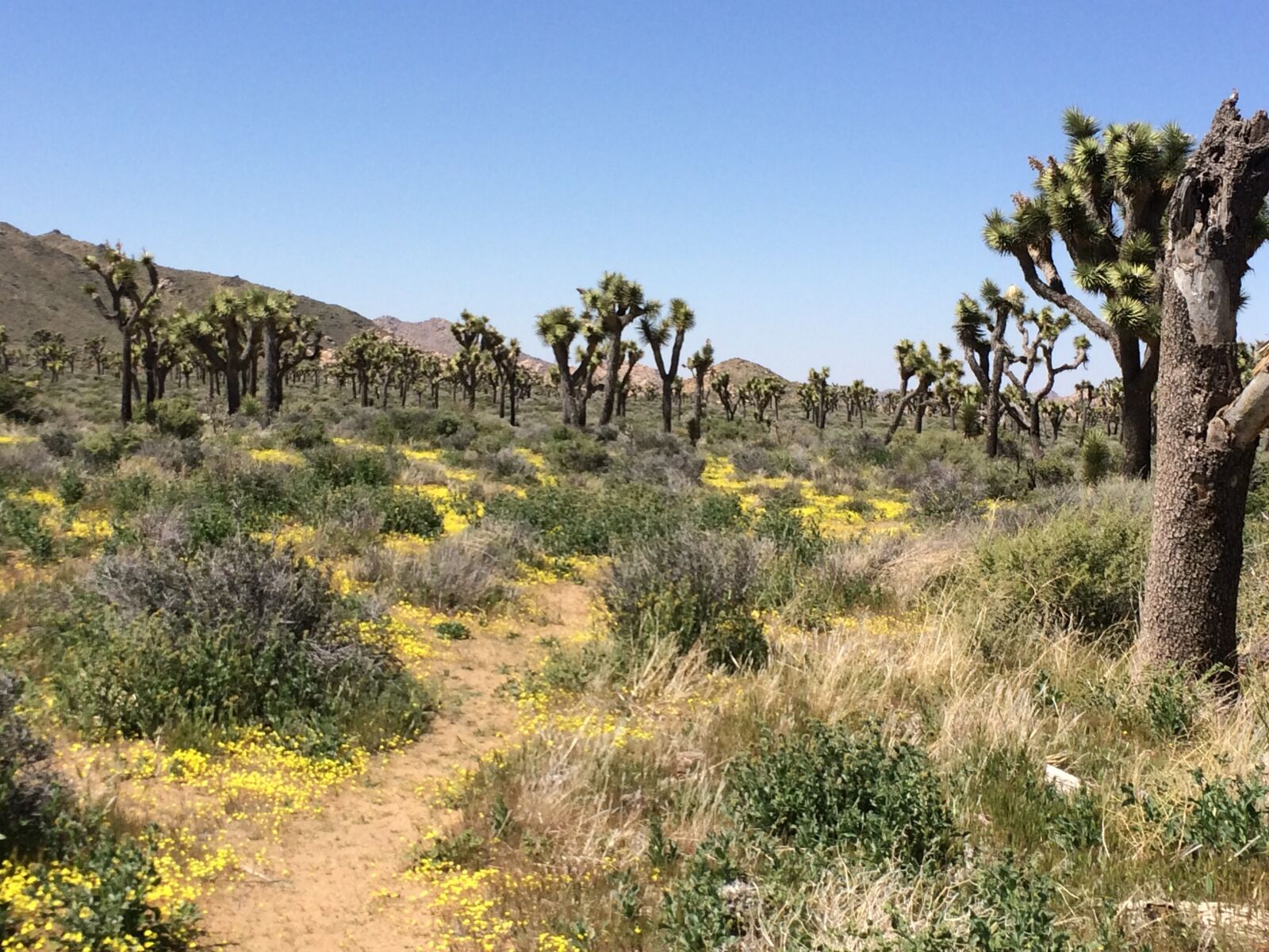iPhone 5s back camera 4.15mm f/2.2 sample photo. Joshua tree, desert, california photography